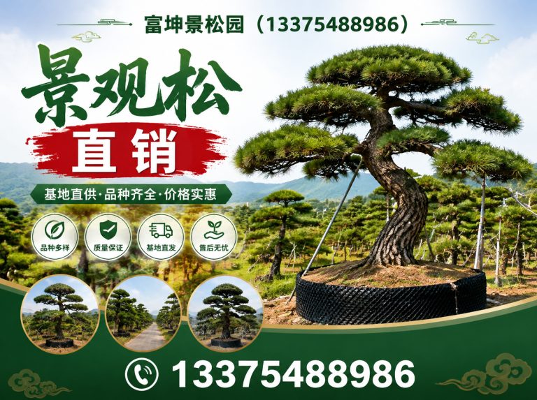 岱岳区庭院造型松展示图