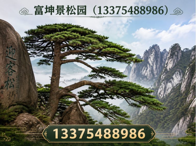 岱岳区迎客松展示图